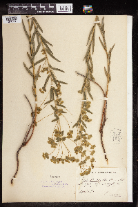 Euphorbia virgata image