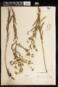 Euphorbia virgata image