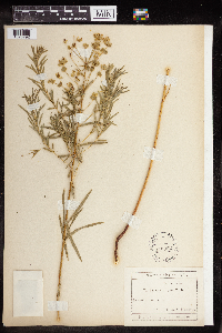 Euphorbia virgata image