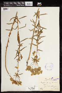 Euphorbia virgata image