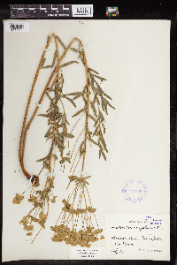 Euphorbia virgata image