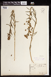 Euphorbia virgata image