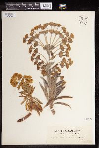 Euphorbia wulfenii image