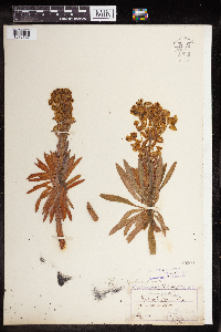 Euphorbia wulfenii image