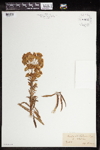 Euphorbia wulfenii image