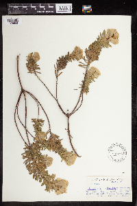 thumbnail image of current specimen