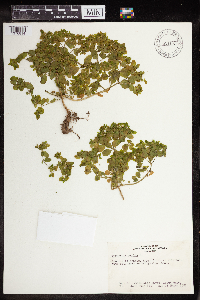 Euphorbia peplus image