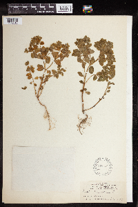 Euphorbia peplus image