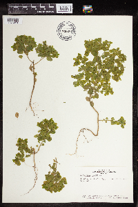 Euphorbia peplus image