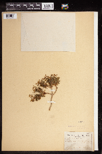 Media resource of Euphorbia acanthothamnos