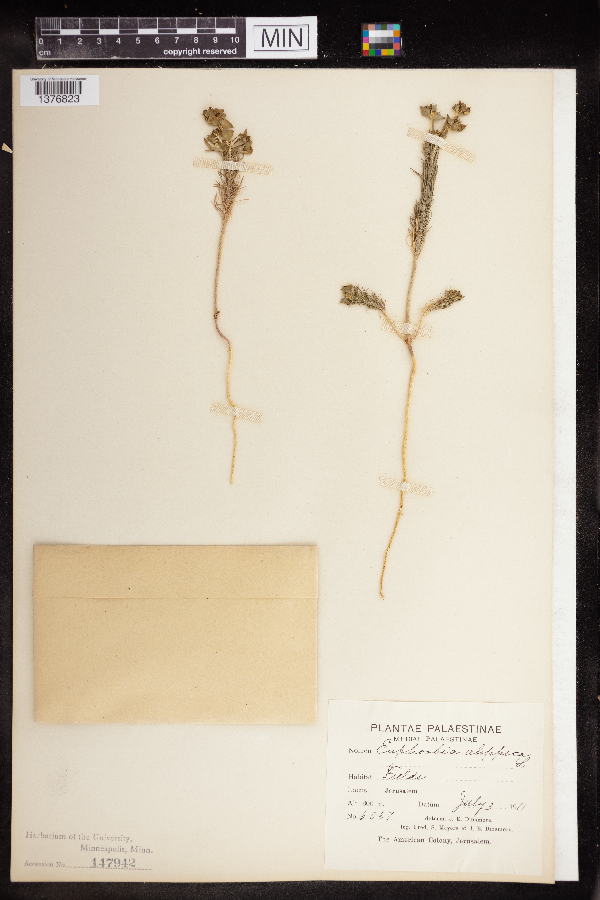 Euphorbia aleppica image