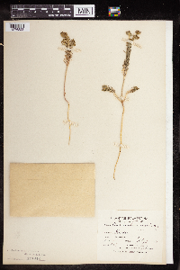 Media resource of Euphorbia aleppica