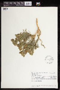 Euphorbia aleppica image