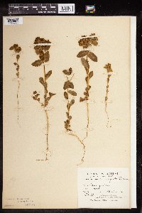 Media resource of Euphorbia arguta
