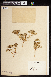 Media resource of Euphorbia aulacosperma