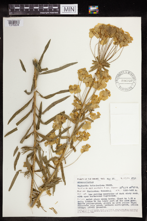 Euphorbia boissieriana image