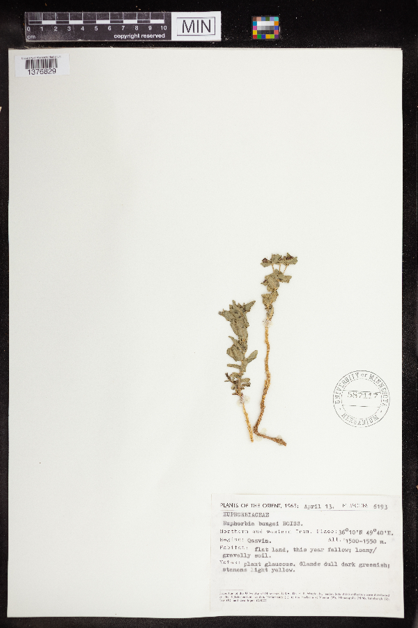 Euphorbia bungei image