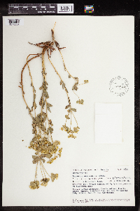 Euphorbia cheiradenia image