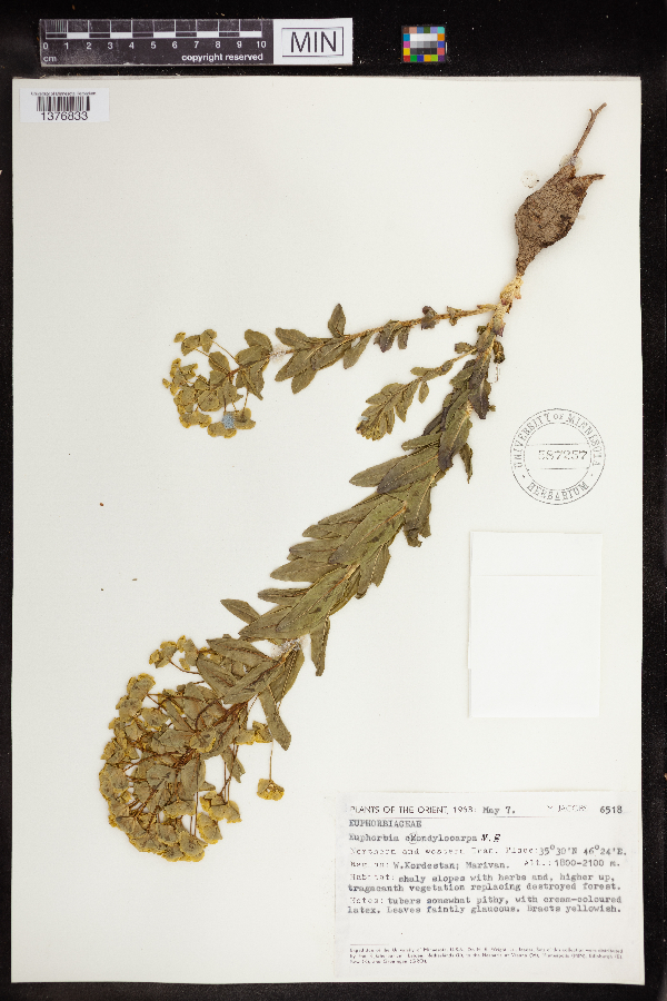 Euphorbia condylocarpa image