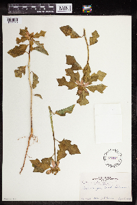 Euphorbia heterophylla image