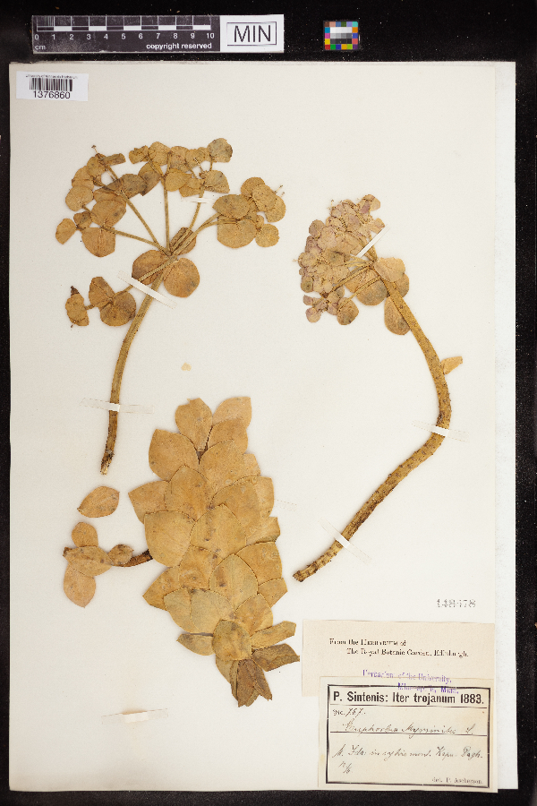Euphorbia myrsinites image