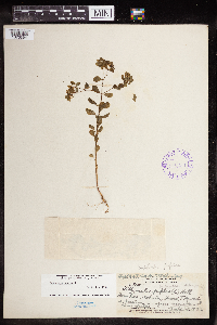 Euphorbia peplus image