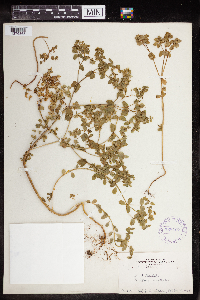 Euphorbia peplus image