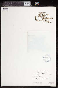 Euphorbia prostrata image