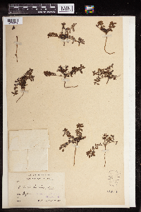 thumbnail image of current specimen
