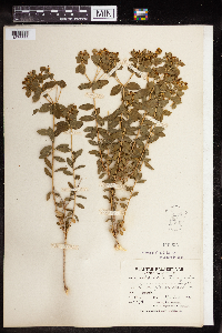thumbnail image of current specimen