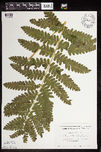 Claytosmunda claytoniana image