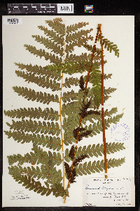 Claytosmunda claytoniana image