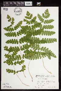 Claytosmunda claytoniana image