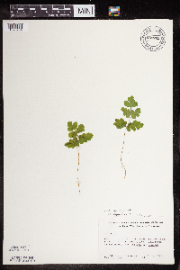 Claytosmunda claytoniana image