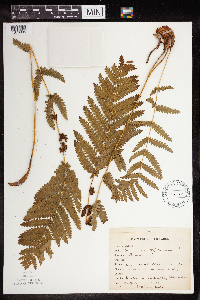 Claytosmunda claytoniana image