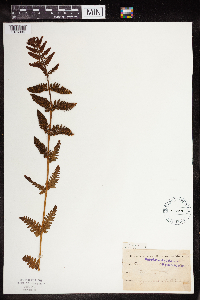 Claytosmunda claytoniana image