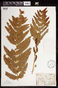 Claytosmunda claytoniana image