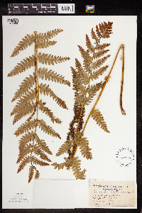 Claytosmunda claytoniana image