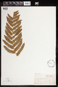 Claytosmunda claytoniana image