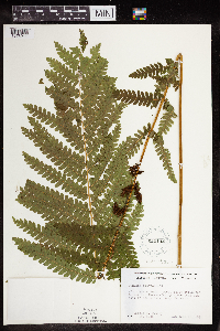 Claytosmunda claytoniana image