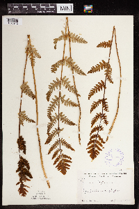 Claytosmunda claytoniana image