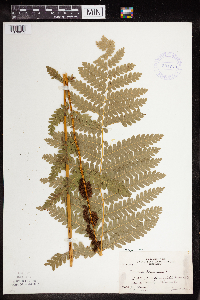 Claytosmunda claytoniana image