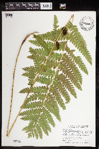 Claytosmunda claytoniana image