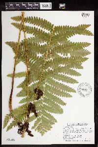 Claytosmunda claytoniana image