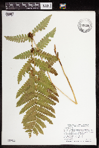 Claytosmunda claytoniana image