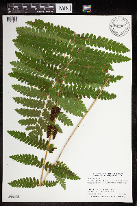 Claytosmunda claytoniana image