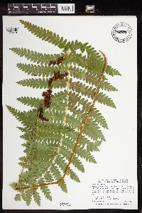 Claytosmunda claytoniana image