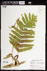 Claytosmunda claytoniana image