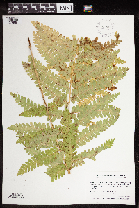 Claytosmunda claytoniana image