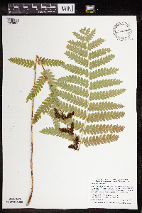 Claytosmunda claytoniana image